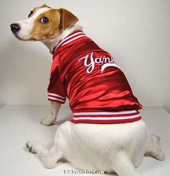 Annonces classees img:preview Manteau pour chien des red yankee (Jacket)
