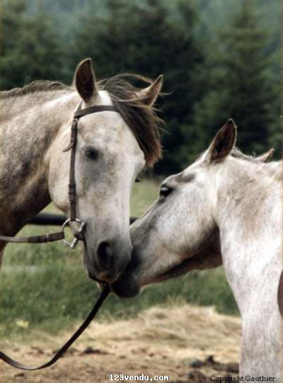 Annonces classees img:preview vente de chevaux hongre espagnols