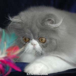 Annonces classees img:preview CHATONS PERSAN