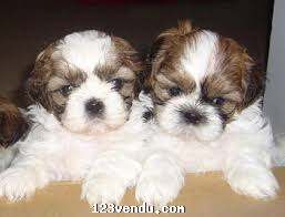 Annonces classees img:preview Chiot shih tzu