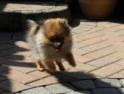 Annonces classees img:preview adorable chiot spitz nain