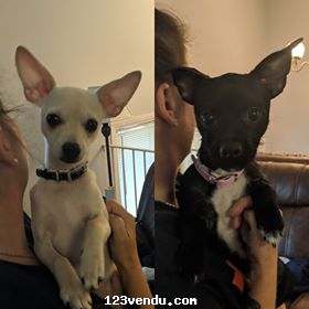 Annonces classees img:preview Chihuahuas ? vendre