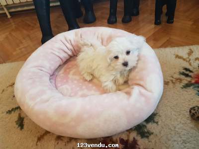 Annonces classees img:preview Beautiful maltese puppies looking for a good home