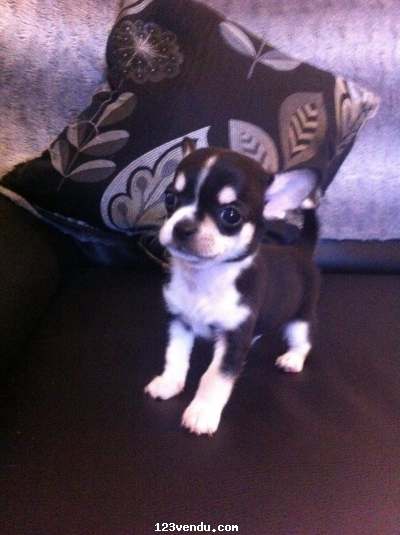 Annonces classees img:preview Tr?s belle chiot chihuahua Femelle