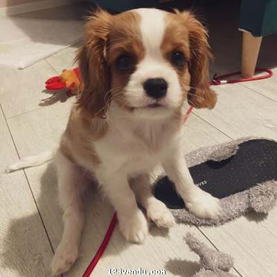 Annonces classees img:preview Chiot Cavalier King Charles Spaniel m?le
