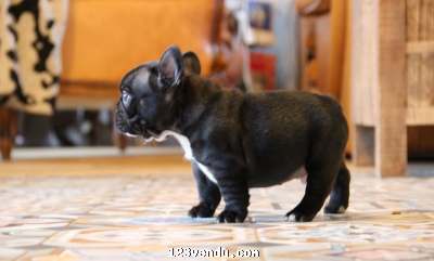 Annonces classees img:preview Adorable chiot bouledogue Fran?ais ? DONNER