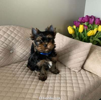 Annonces classees img:preview Yorkshire terrier