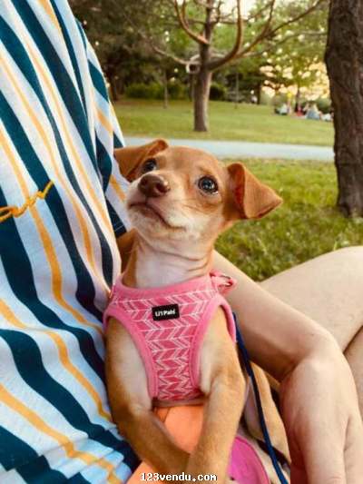 Annonces classees img:preview Splendide Chihuahua femelles