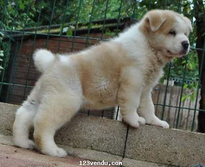 Annonces classees img:preview Chiot Akita americain femelle