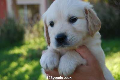 Annonces classees img:preview Superbes Chiots Golden Retriever pour les f?tes 