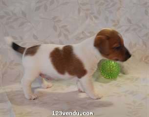 Annonces classees img:preview  A donner : Chiot type Jack Russel m?le 