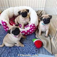 Annonces classees img:preview  chiots carlin (pug) ? donner urgemment 