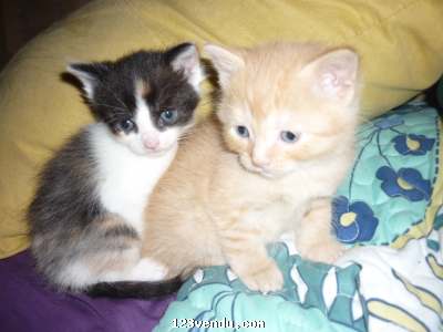 Annonces classees img:preview 5 beaux petits chatons ? vendre