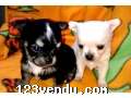 Annonces classees img:preview Chiots Chihuahua