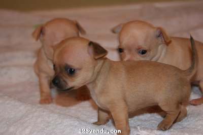 Annonces classees img:preview A donner chiots chihuahua 