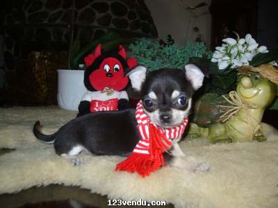 Annonces classees img:preview Chiot mâle chihuahua