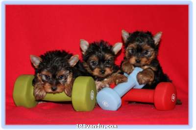 Annonces classees img:preview Teacup Yorkshire Terrier Male and females