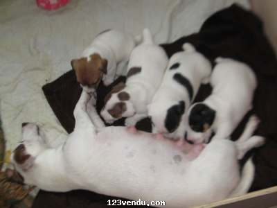 Annonces classees img:preview Chiots type Jack Russel