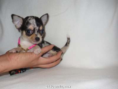 Annonces classees img:preview  Super chiot chihuahua femelle