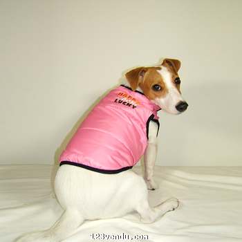 Annonces classees img:preview 2 dans 1 manteau pour chien neuf 100% cotton