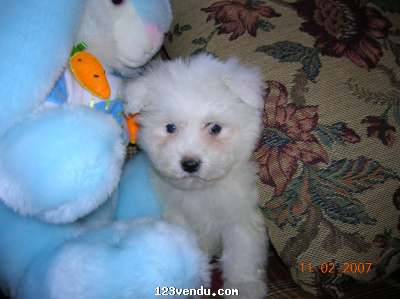 Annonces classees img:preview BICHONS MALTAIS  mâle 375$ femelle 425$ 2 mois