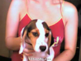 Annonces classees img:preview femelle beagle de 3 mois a vendre