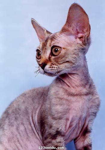 Annonces classees img:preview Devon Rex