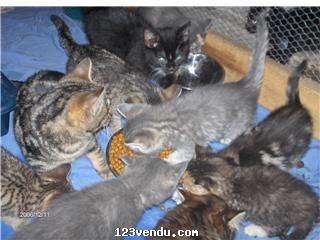 Annonces classees img:preview jolies Chatons