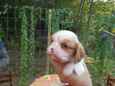 Annonces classees img:preview Adonner Chiots Cavalier King Charles loof