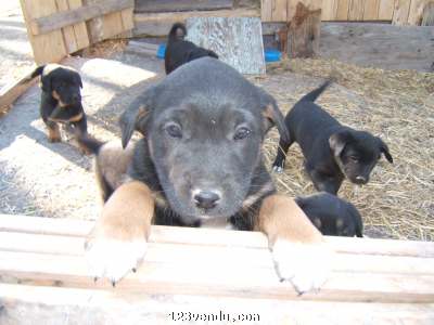 Annonces classees img:preview jolie chiots croisées