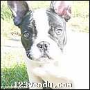 Annonces classees img:preview don bulldog francais