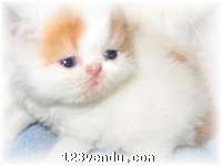 Annonces classees img:preview ventes de chatons persan