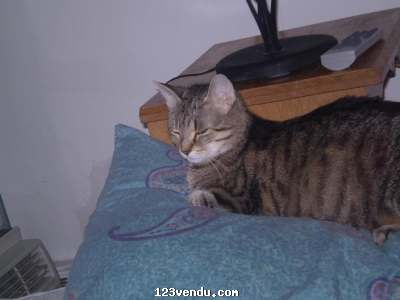 Annonces classees img:preview chatte a vendre