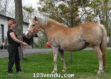 Annonces classees img:preview haflinger d