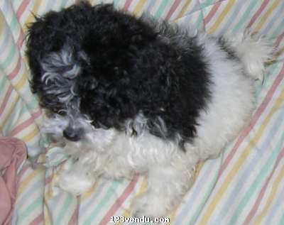 Annonces classees img:preview bichon croisé yorkshire aussi jackrussell