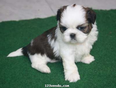 Annonces classees img:preview A DONNER Chiot type shih tzu femelle