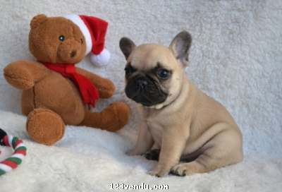 Annonces classees img:preview Magnifique Chiot Femelle type Bouldogue francais