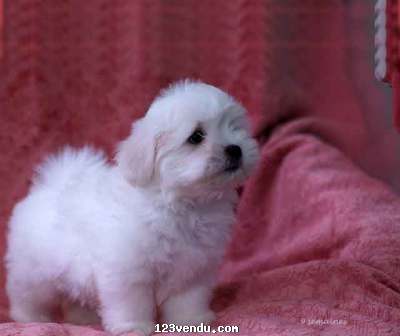 Annonces classees img:preview A donner Chiot coton de Tuléar femelle