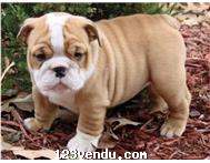 Annonces classees img:preview Chiots Bulldog Anglais