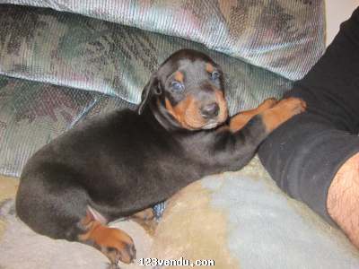 Annonces classees img:preview reste 3  chiots doberman