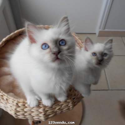 Annonces classees img:preview donne urgent un couple chaton.