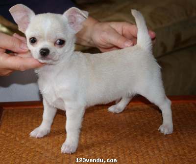 Annonces classees img:preview A Donne Chihuahua femelle poil long