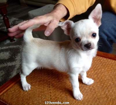Annonces classees img:preview A Donne Chihuahua femelle poil long