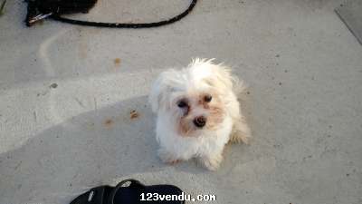 Annonces classees img:preview Bichon maltais miniature