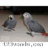 Annonces classees img:preview donne urgent couple gris du Gabon