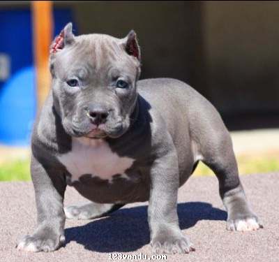 Annonces classees img:preview Chiot pitbull mâle à donner