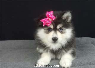 Annonces classees img:preview Chiot type pomsky, très câline à donner