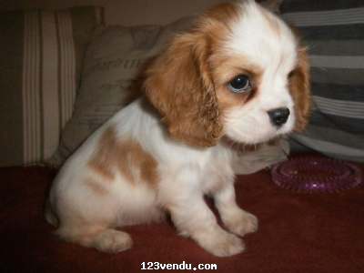 Annonces classees img:preview Chiot Cavalier King Charles femelle à donner