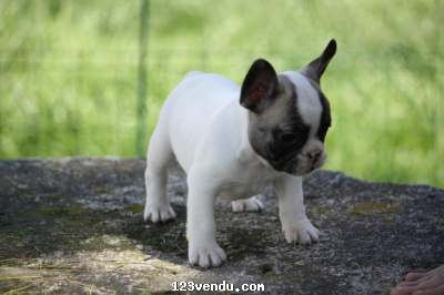 Annonces classees img:preview A donner très beau chiot Bouledogue Français