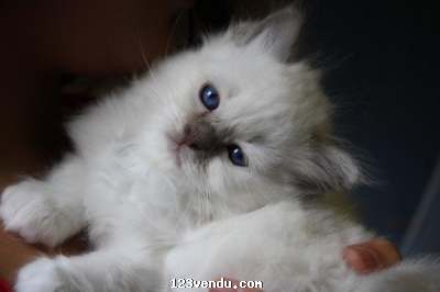 Annonces classees img:preview Petite Chaton sacré de Birmanie non lof à donner